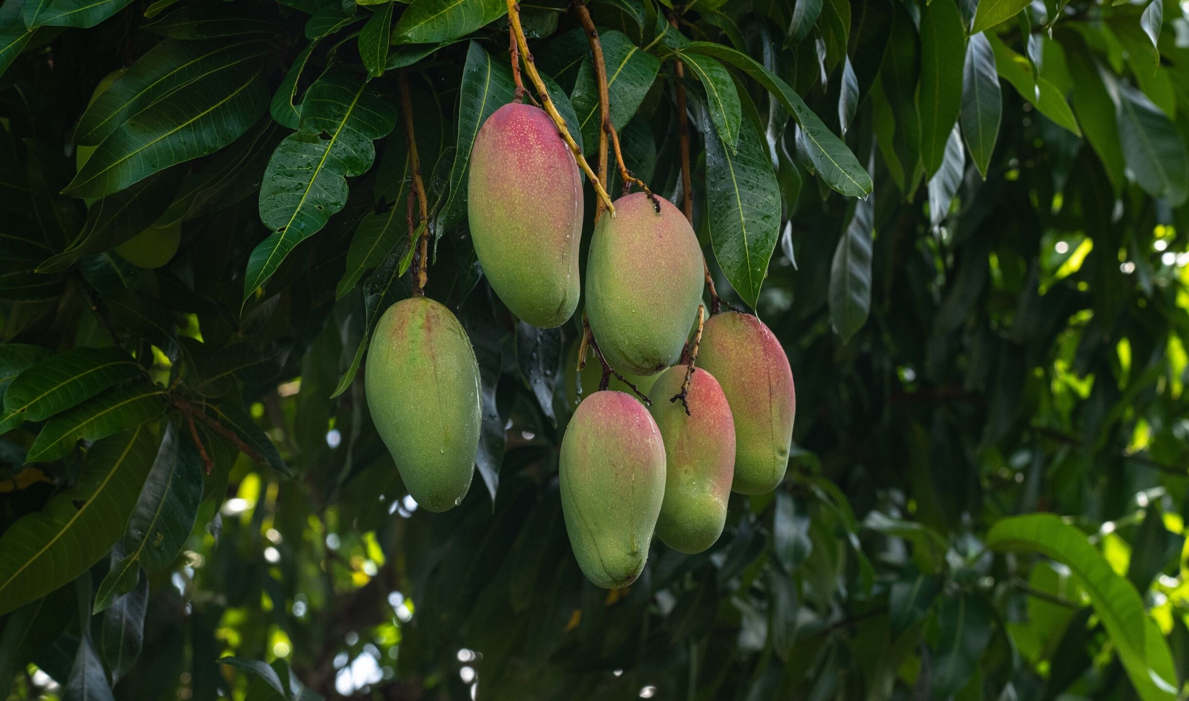 BK MAGAZIN gesund mango(2440 x 1440 px).jpg?ts=1755507878