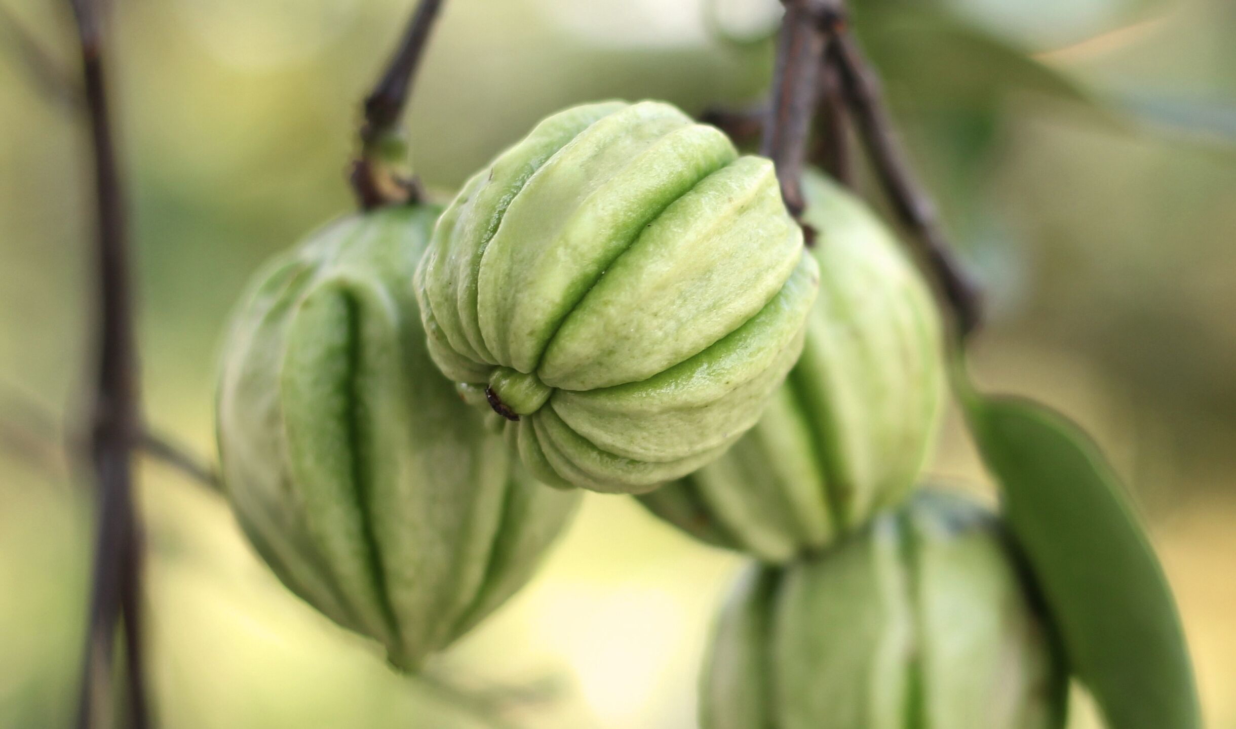 Garcinia Cambogia